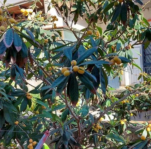 Дом отдыха Il Nespolo Катания